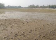 Kades Waluya Mengajukan Bantuan Mesin Pompa Air tapi Tak Di Gubris dari Dinas Pertanian Kab. Karawang