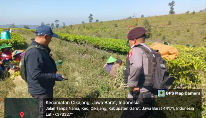Jaga Keamanan, Keterangan Masyarakat, Sat Samapta Polres Garut Patroli Ke Perkebunan Teh