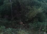 Hindari Semak Dan Ranting, Truk Terperosok Masuk Jurang Setinggi 25 Meter