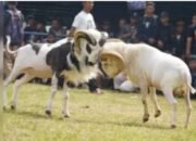 Ketangkasan Adu Domba Garut menjadi Anugrah Rekor Muri Dalam Peringatan Yang ke-29