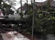 Usai Hujan Deras disertai Angin Kencang Pohon Peneduh Pinggir Jalan Roboh Menutup Badan Jalan