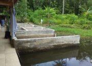 Ternak Ikan Tawar Dengan Terarah Dan Dipelihara Secara Baik Perkuat Ketahanan Dan Kemandirian Pangan