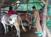 Ratusan Hewan Ternak di Tasik Selatan Terserang PMK, 36 Ekor Mati di Kandang