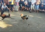 Judi Sabung Ayam di Merano  Semakin Marak Publik Menduga Anggap APH Sintang Gagal Dalam Penegakan Hukum