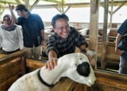 Ketahanan PanganJabar Tingkatkan Pembibitan Domba Garut