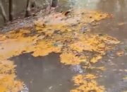 Diduga Tumpahan CPO Milik PT MPL Cemari Sungai Hingga Viral, Kades Gonis Tekam Minta Perusahaan Segera Tanggung Jawab
