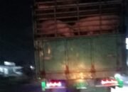 Viral Truk Bermuatan Babi Lewati Jalan Trans Kalimantan Persis Depan Polres Kubu Raya Tercium Tidak Sedap Di Protes Masyarakat