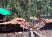 Kepala Polhut UPT KPH Kubu Raya Ya’ Suharnoto Akan Keluarkan Surat Dinas Panggilan Supir dan Pemilik BB