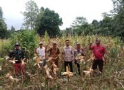 Dorong Swasembada Pangan Gempita Pandeglang Panen Jagung