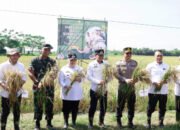 Capai Target Optimal, Bupati dan Wakil Bupati Tangerang Ikut Panen Padi Serentak di 14 Provinsi
