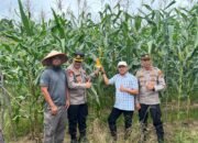 Kapolres Melawi Pantau Progres Pertumbuhan Jagung
