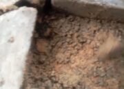 Pembangunan Jalan Paving Block di Desa Kadumalati Diduga Asal Jadi dan Asal-asalan