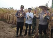 Kapolres Metro Tangerang Kota Hadiri Panen Raya Jagung Hybrida Ketahanan Pangan Desa Tegal Angus Teluknaga