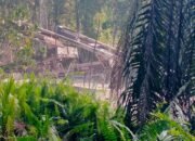 Wow !!!! Diduga Ada Setoran Rutin ke Oknum APH? Tambang Emas Ilegal di Desa Peniti Diduga Kebal Hukum,