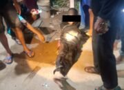 Polisi Tangani Kasus, Anak 13 Tahun Dianiaya Berat di Ketapang Kalbar