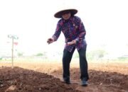 Bupati dan Unsur Forkopimda Tanam Jagung Hibrida di Kampung Batu Tunggul Sukatani Rajeg