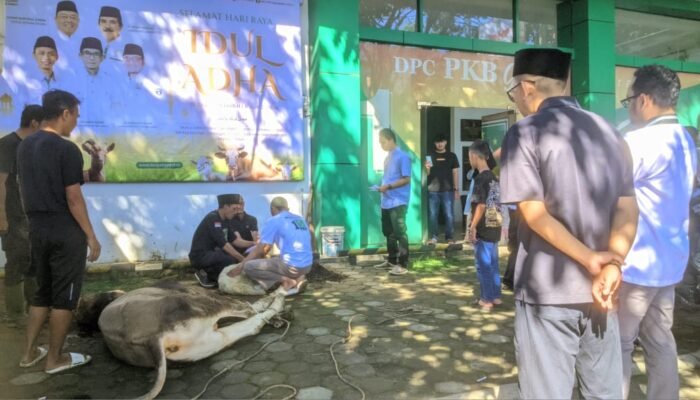 DPC PKB Kabupaten Garut Gelar Penyembelihan Hewan Kurban 1446 H