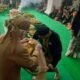 Festival Karaton Sumedang Larang, Jamasan Pusaka Jadi Puncak Tradisi yang Sakral