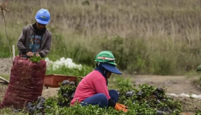 EIGER Adventure Land Sulap Lahan Kritis Puncak Bogor dengan Penanaman Jutaan Pohon Endemik