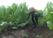 PTPN Cadangkan 500 Hektare Lahan untuk Hidupkan Kembali Kejayaan Tembakau Deli