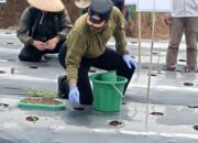 Wali Kota Cimahi Resmikan Program Petani Milenial melalui Penanaman Perdana Komoditas Cabai di Cipageran