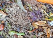 GEMI Cimahi Ubah Sampah Jadi Maggot, Edukasi 400 Keluarga Kurangi Limbah Rumah Tangga, di Apresiasi Anggota Dewan Enang Sahri