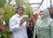 Green House Melon Karang Resik Tasikmalaya Panen 4 Ton, Varietas Crown Harga Rp250 Ribu