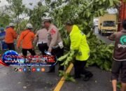 Satlantas Polres Garut Sigap Tangani Pohon Tumbang di Jalur Nasional Limbangan, Arus Lalin Kembali Lancar