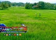 Serangan Hama Tikus Ancam Gagal Panen, di Desa Sindang Sari Garut, Petani Menjerit Minta Penanganan Serius dari Pemerintah Garut