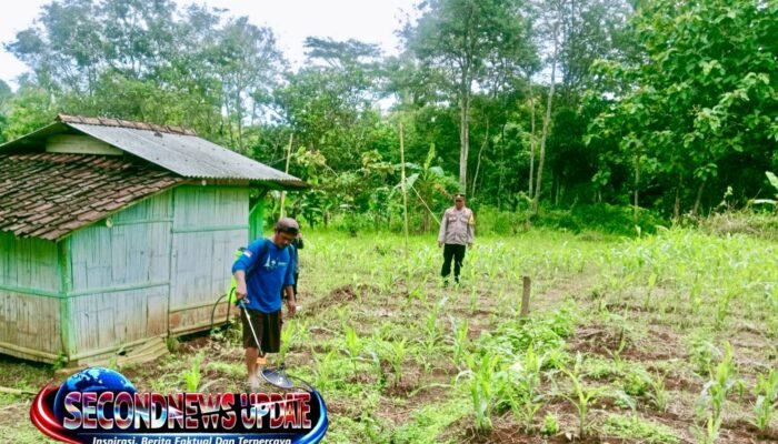 Polisi dan Petani di Leuwigoong Garut Bersinergi Rawat Tanaman Jagung untuk Perkuat Ketahanan Pangan
