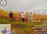 Petani Kronjo Siap Panen! Program CSR PIK 2 Dongkrak Kapasitas & Harapan Baru Warga Desa Bakung