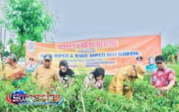 Harga Cabai Anjlok Rp8.000/Kg, Petani Deli Serdang Menjerit, DPW A-PPI Sumut Soroti Kinerja Pemda