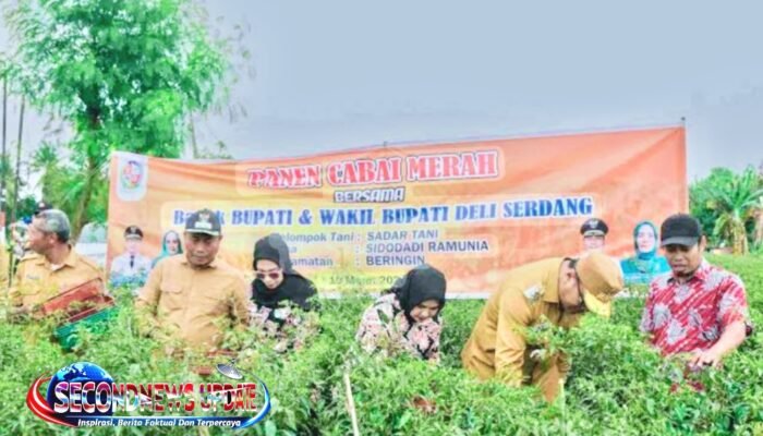 Harga Cabai Anjlok Rp8.000/Kg, Petani Deli Serdang Menjerit, DPW A-PPI Sumut Soroti Kinerja Pemda
