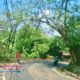 Aksi Cepat Warga Leuwigoong! Tebang Pohon Nyaris Tumbang di Tikungan, Selamatkan Pengendara dari Bahaya