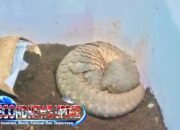 Jual Trenggiling di Medsos, Dua Buruh Karangnunggal Terancam 15 Tahun Penjara