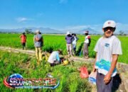 Cegah Ancaman Gagal Panen, Kapolsek Sukawening Turun Langsung Pimpin Pengendalian Hama Tikus di Sawah Warga