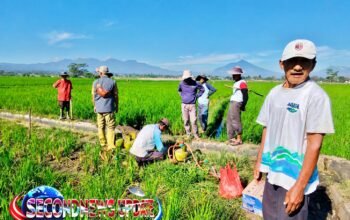 Cegah Ancaman Gagal Panen, Kapolsek Sukawening Turun Langsung Pimpin Pengendalian Hama Tikus di Sawah Warga