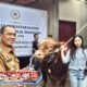 Sapi Kurban Presiden Prabowo 1,1 Ton untuk Warga Cimahi, Dijuluki ‘Dragon Ball’ dan Dipelihara sejak Bayi