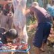 Penyembelihan 7 Ekor Domba Kurban di Babakan Kiaralawang Berlangsung Lancar, Warga Kompak Gotong Royong