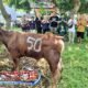 Relawan Sahabat Yoshua Tebar Kepedulian di Majalengka, Sapi Kurban 400 Kilogram Dibagikan untuk Warga