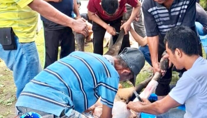 Ketua IKA BKPRMI Medan Ucapkan Selamat Idul Adha 1447 H, Ajak Warga Perkuat Kepedulian Sosial Lewat Kurban Dua Ekor Sapi