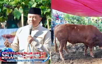 Warga Cigedug Garut Terima Bantuan Sapi Kurban Presiden RI, Bobotnya Tembus 1 Ton