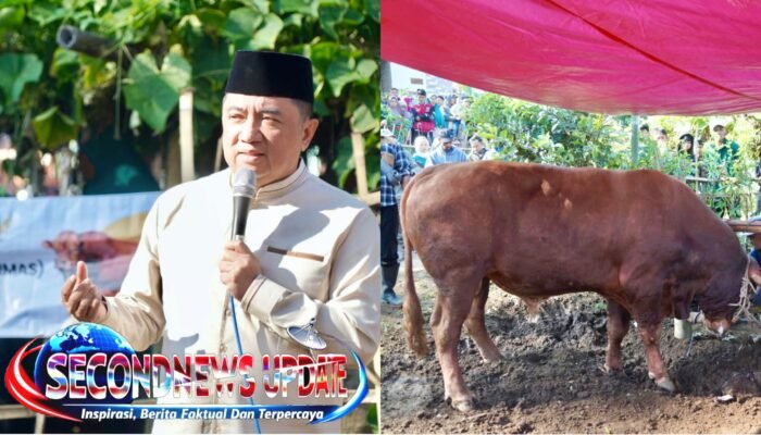 Warga Cigedug Garut Terima Bantuan Sapi Kurban Presiden RI, Bobotnya Tembus 1 Ton