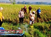 Polsek Sukawening Turun ke Sawah!Selamatkan Ribuan Hektare Lahan Pangan Gerdal Hama Tikus Digelar Massal