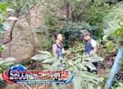 Bhabinkamtibmas Polrestabes Bandung Turun ke Lahan, Dampingi Warga Tanam Jagung Demi Perkuat Ketahanan Pangan Nasional