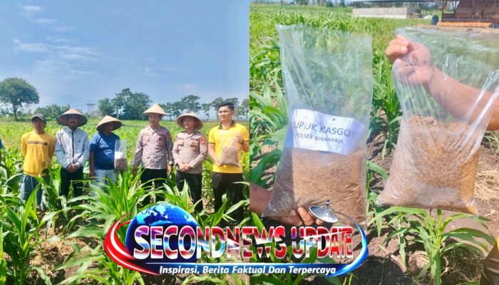 Polres Garut Sulap Limbah Maggot Jadi ‘Emas Hijau’, Pupuk Organik Kasgot Dongkrak Produktivitas Jagung