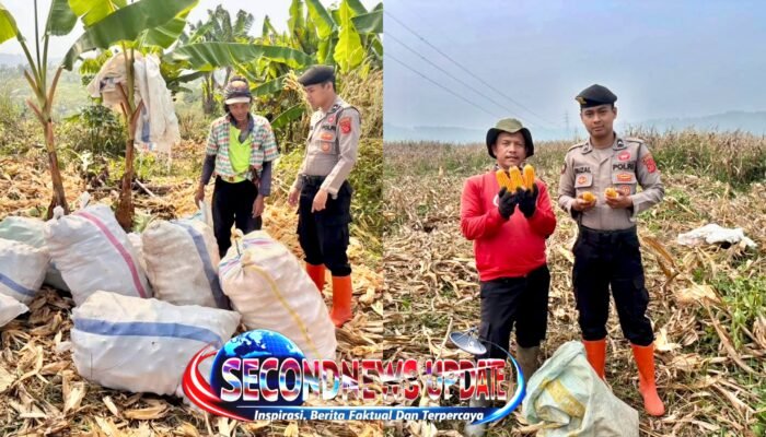 Polrestabes Bandung Kawal Pasca Panen Jagung, Perkuat Ketahanan Pangan dan Dukung Swasembada Nasional