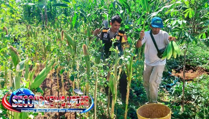 Bhabinkamtibmas Polsek Bandung Kulon Dukung Ketahanan Pangan Melalui Pendampingan Panen Jagung Warga