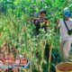 Bhabinkamtibmas Polsek Bandung Kulon Dukung Ketahanan Pangan Melalui Pendampingan Panen Jagung Warga