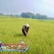 Kemarau Mulai Mengancam! Ratusan Hektare Sawah di Garut Terdampak Kekeringan, Pemkab Bergerak Cepat Lakukan Pompanisasi